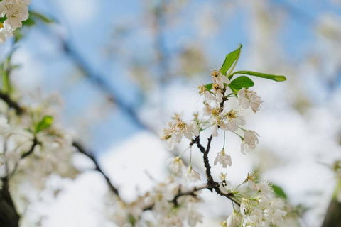 Doncaster East Home Walking To Shops Restaurants - Kempsey Accommodation 1