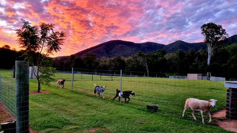 Fig Tree Farm B&B Highvale-Farmstay Near Brisbane! - Kempsey Accommodation 4