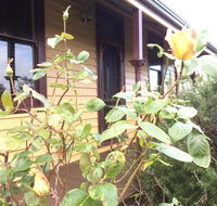Albion Cottage - Kempsey Accommodation