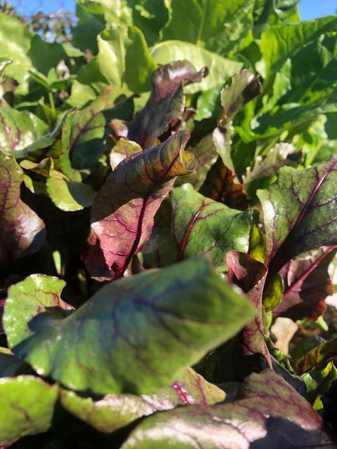 Moodemere Lake House - Kempsey Accommodation 1