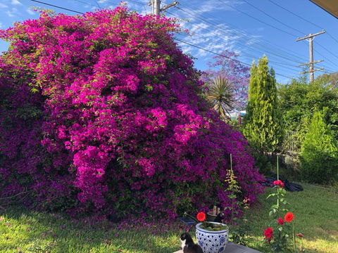 Private Room In Marsfield/Macquarie Park/Uni/Eastwood - Kempsey Accommodation 1