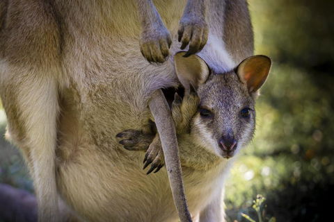 Bamurru Plains - Kempsey Accommodation 3