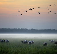 Bamurru Plains - Kempsey Accommodation
