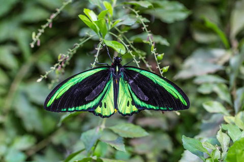 Batchelor Butterfly Farm - Kempsey Accommodation 2