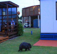 BIG4 Kelso Sands Holiday  Native Wildlife Park - Kempsey Accommodation