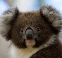 Bimbi Park - Camping Under Koalas - Kempsey Accommodation