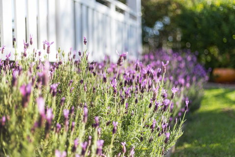 BIRCHES B&B - Kempsey Accommodation 3