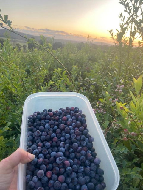 Tinglewood Cabins - Kempsey Accommodation 2