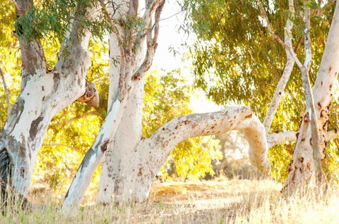 Wooramel River Retreat - Kempsey Accommodation 3