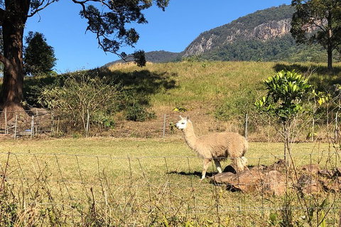 Waterfall Tour - Kempsey Accommodation 2