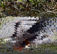 Full Day Tour in the Daintree - Kempsey Accommodation