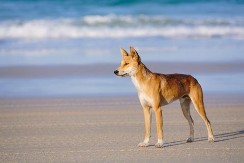Fraser Island 4WD Tour From Rainbow Beach - Kempsey Accommodation 2