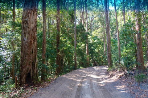 Fraser Island 4WD Tour From Rainbow Beach - Kempsey Accommodation 4