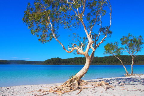 Fraser Island 4WD Tour From Rainbow Beach - Kempsey Accommodation 5