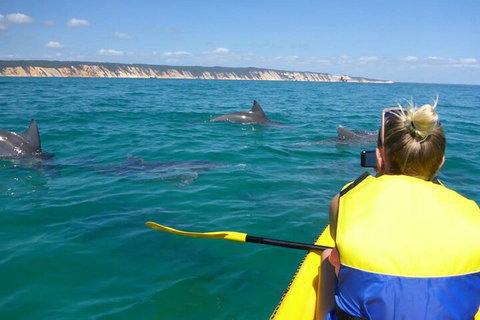 Kayak With Dolphins And 4WD Great Beach Drive Day Trip From Noosa - Kempsey Accommodation 1
