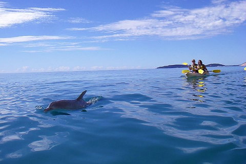 Kayak With Dolphins And 4WD Great Beach Drive Day Trip From Noosa - Kempsey Accommodation 2