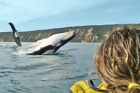 Kayak With Dolphins And 4WD Great Beach Drive Day Trip From Noosa - Kempsey Accommodation 3