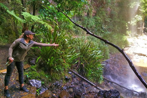 Rainforest & Waterfalls Extravaganza - Kempsey Accommodation 4