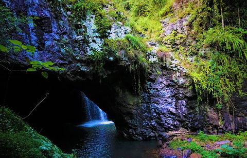 Rainforest & Waterfalls Extravaganza - Kempsey Accommodation 5
