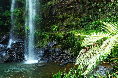Private Tour - Rainforest & Waterfalls Extravaganza - Kempsey Accommodation 1