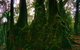 Private Tour - Rainforest & Waterfalls Extravaganza - thumb 5