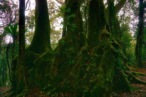 Private Tour - Rainforest & Waterfalls Extravaganza - Kempsey Accommodation 5