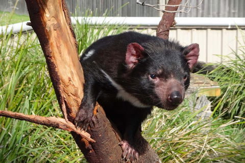 Tasmania 6 Day 'Tour In Circle' - Kempsey Accommodation 1