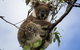 Phillip Island And French Island Wildlife Expedition - thumb 3