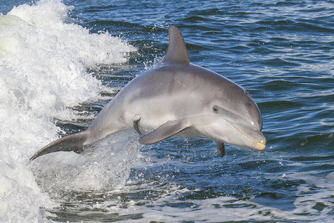 Noosa Oceanrider Scenic Dolphin Safari - Kempsey Accommodation 0