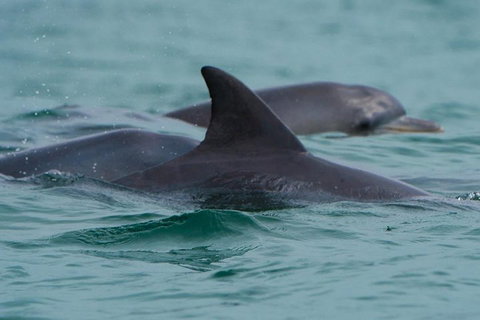 Noosa Oceanrider Scenic Dolphin Safari - Kempsey Accommodation 1