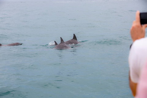 Noosa Oceanrider Scenic Dolphin Safari - Kempsey Accommodation 2