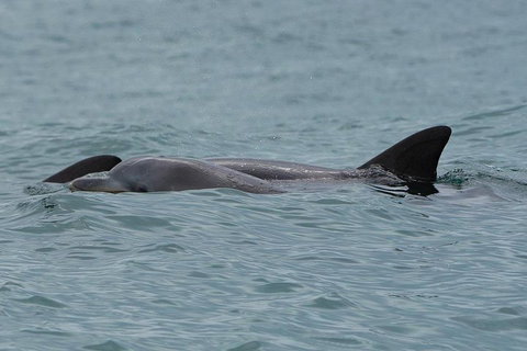 Noosa Oceanrider Scenic Dolphin Safari - Kempsey Accommodation 3