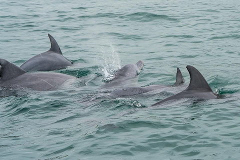 Noosa Oceanrider Scenic Dolphin Safari - Kempsey Accommodation 5