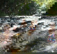 Daintree Rainforest Cape Tribulation Mossman Gorge Small-Group Day Tour - Kempsey Accommodation