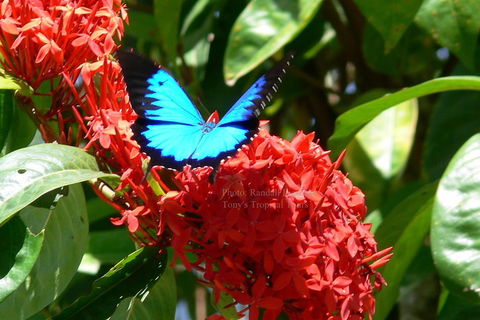 Daintree Rainforest, Cape Tribulation, Mossman Gorge Small-Group Day Tour - Kempsey Accommodation 2