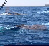 Noosa Whale Watching - Kempsey Accommodation