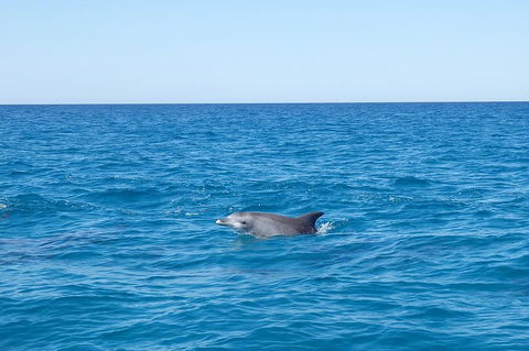 Noosa Wild Dolphin Safari - Kempsey Accommodation 1