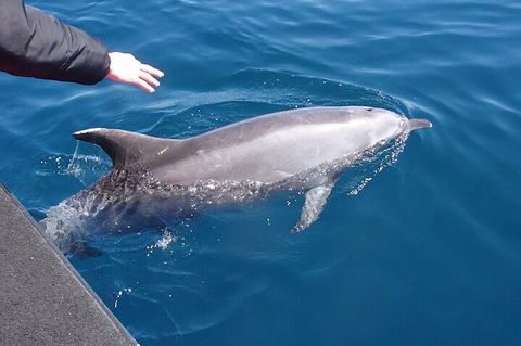Noosa Wild Dolphin Safari - Kempsey Accommodation 2