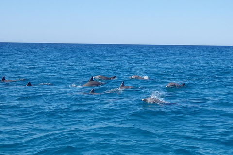 Noosa Wild Dolphin Safari - Kempsey Accommodation 3