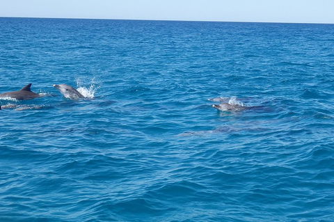 Noosa Wild Dolphin Safari - Kempsey Accommodation 4