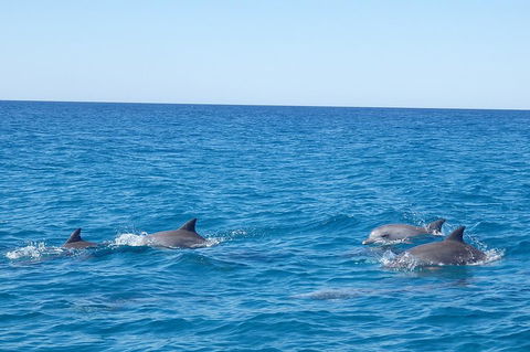 Noosa Wild Dolphin Safari - Kempsey Accommodation 5