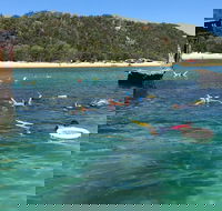 All Inclusive Dolphin and Tangalooma Wrecks Cruise - Kempsey Accommodation