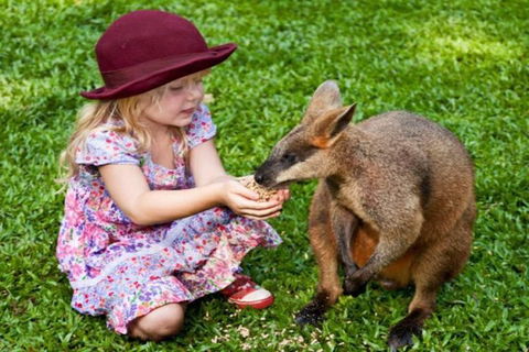 Kuranda Day Tour + HotAir Balloon Combo - Kempsey Accommodation 0