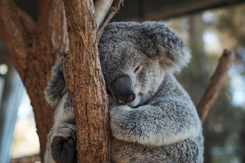 Sydney Taronga Zoo General Entry Ticket - Kempsey Accommodation 3