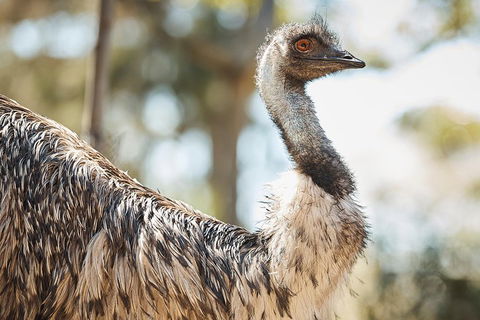 Sydney Taronga Zoo General Entry Ticket - Kempsey Accommodation 4