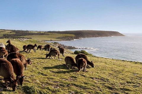 Kangaroo Island Personal Group Tours - Kempsey Accommodation 0