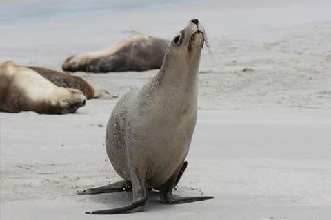 Kangaroo Island Personal Group Tours - Kempsey Accommodation 4