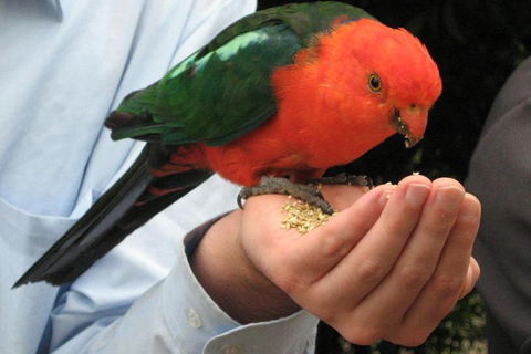 O'Reilly's & Lamington National Park From Brisbane - Kempsey Accommodation 1
