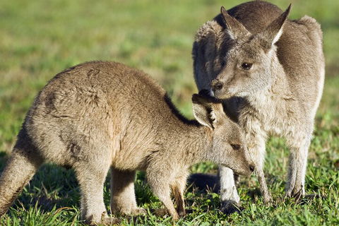 LGBT+ Friendly Full Day Phillip Island Private Tour - Kempsey Accommodation 3