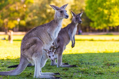 LGBT+ Friendly Full Day Phillip Island Private Tour - Kempsey Accommodation 4
